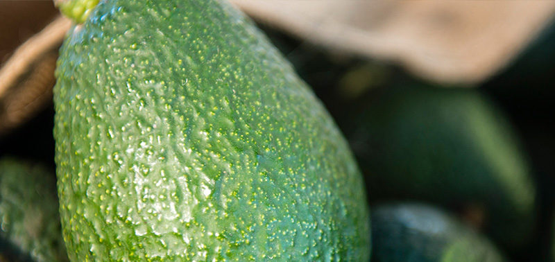 Whole avocado good fats & bad fats