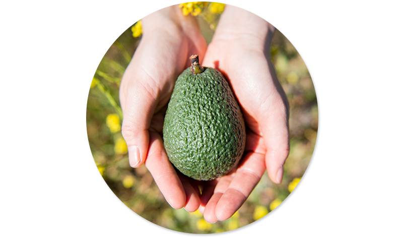 Plant sterols and lifestyle