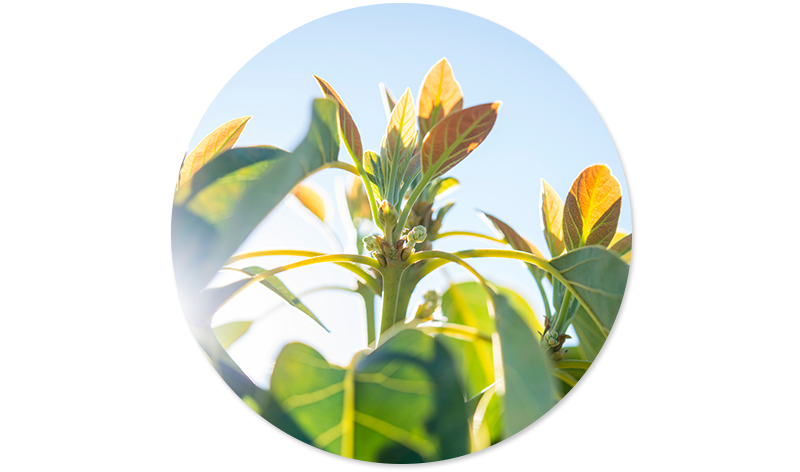 What are plant sterols?