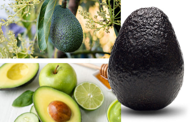 avocados and cholesterol