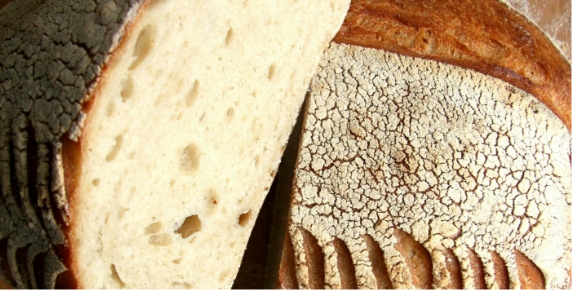 Saccharomyces boulardii