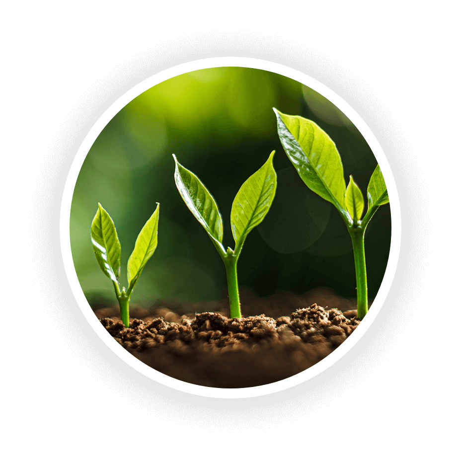 avocado-sustainability-planted-tree