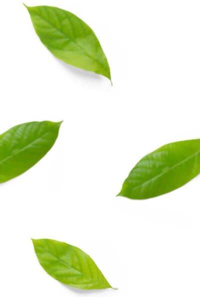 leaf background